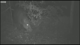 You cannot resist the charms of the rare pygmy hippo, caught on tape